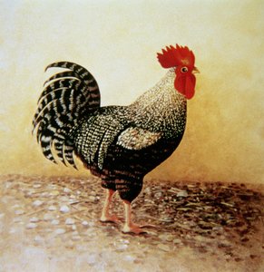 Gefleckter Hahn