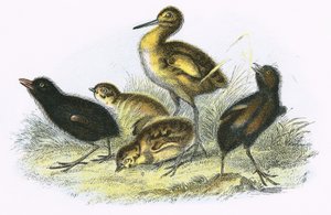 Brachvogel, Landralle, Rebhuhn und Teichhuhn (im Uhrzeigersinn)