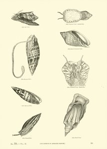 Seite aus dem Bildmuseum der belebten Natur