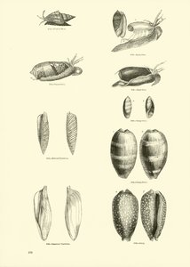Seite aus dem Bildmuseum der belebten Natur