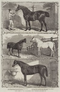 Preispferde in der Agricultural Hall, Islington (Gravur)