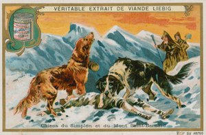 Hunde des Simplon und Mont St. Bernard