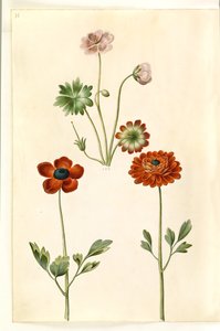 Geranium sanguineum striatum (gestreifter Storchschnabel); Ranunculus asiaticus (Garten-Ranunkel)
