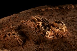 Im IVPP-Satellitenzentrum in Nord-Peking, Tritylodonten, die letzten säugetierähnlichen Reptilien
