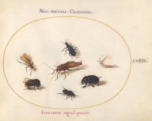 Tafel 67: Sieben Insekten, darunter ein Weißer Schmetterling und eine Biene