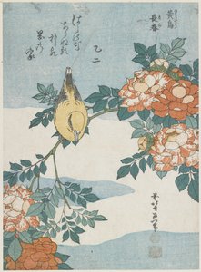 Schwarzgenickpirol und Chinarose, ca. 1833