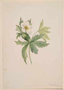 Kanadische Anemone