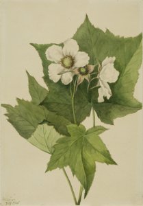 Weiße blühende Himbeere Rubus parviflorus