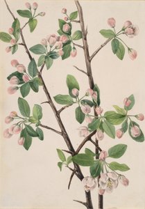 Wilder süßer Apfel Malus coronaria, 1920