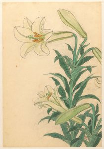Lilien Teppoyuri
