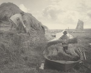 Schilfrohr ernten, 1886