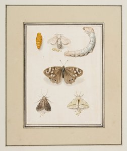 Schmetterlinge, Motten und Raupen, ca. 1755-65