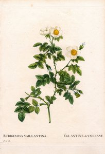 Vaillants Süßbriar-Rose, Rosa rubiginosa