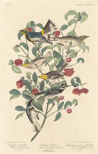 Audubons Waldsänger, Einsiedler-Waldsänger und Schwarzkehl-Waldsänger, 1837
