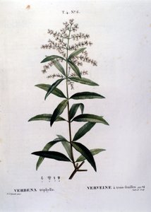 Die Verbene. Gravur aus dem 19. Jahrhundert