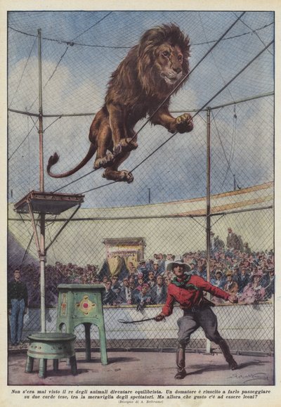 Noch nie wurde der König der Tiere als Akrobat gesehen von Achille Beltrame